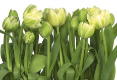 Ֆոտոպաստառ Komar 8-900 368*254սմ